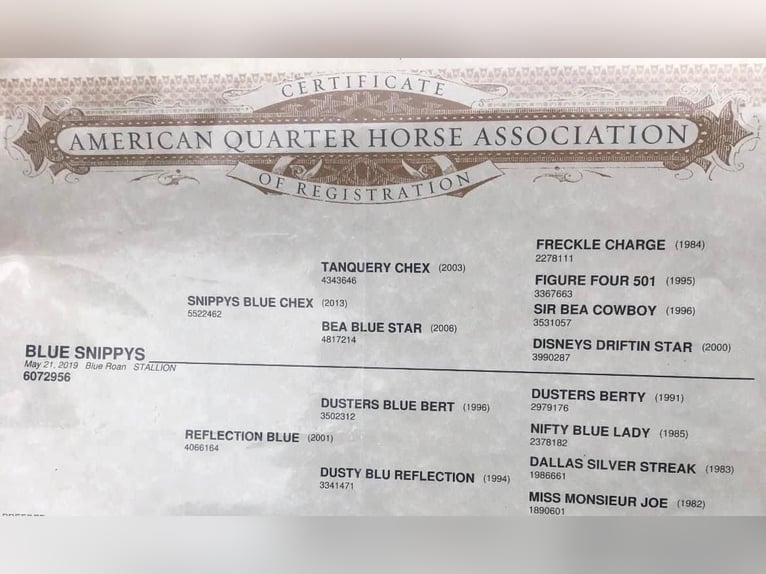 American Quarter Horse Castrone 6 Anni 152 cm Roano blu in Sonora KY