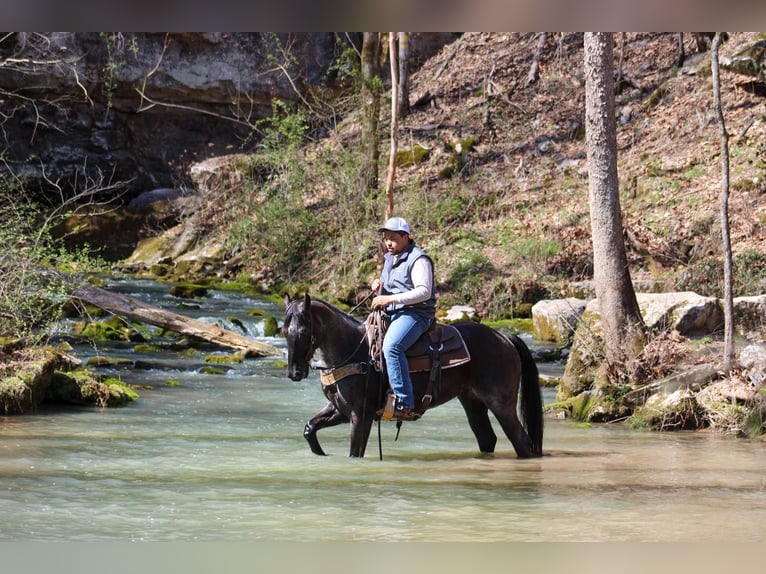 American Quarter Horse Castrone 6 Anni 152 cm Roano blu in Sonora KY