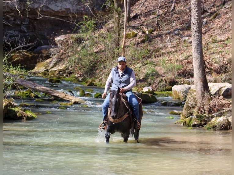 American Quarter Horse Castrone 6 Anni 152 cm Roano blu in Sonora KY