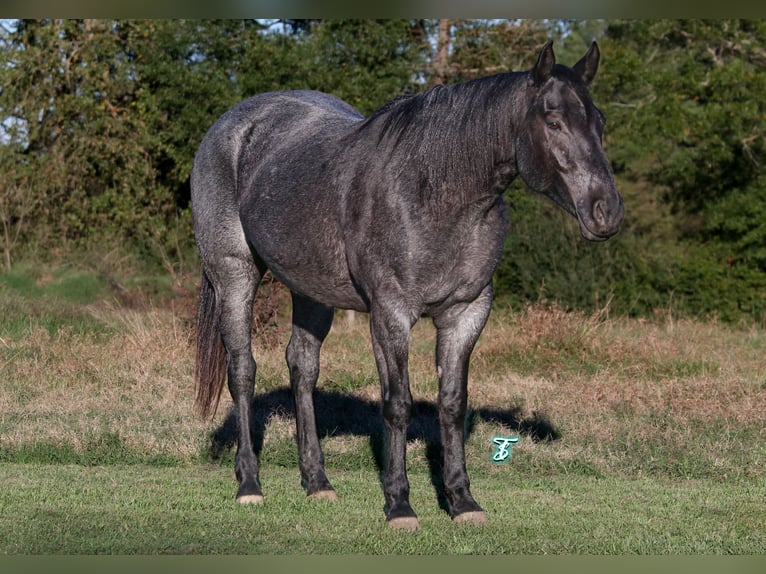 American Quarter Horse Castrone 6 Anni 152 cm Roano blu in Carthage