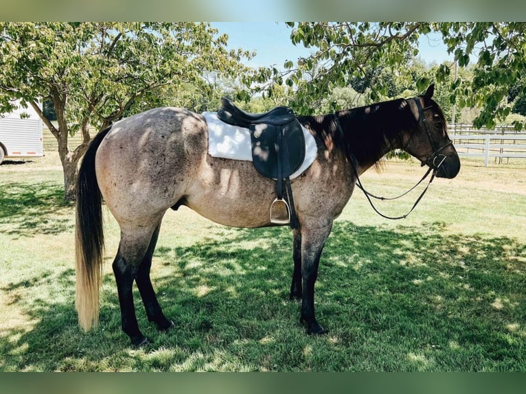 American Quarter Horse Mix Castrone 6 Anni 152 cm Roano blu in Dalton, OH
