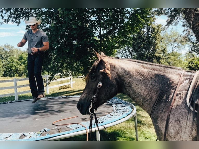 American Quarter Horse Mix Castrone 6 Anni 152 cm Roano blu in Dalton, OH