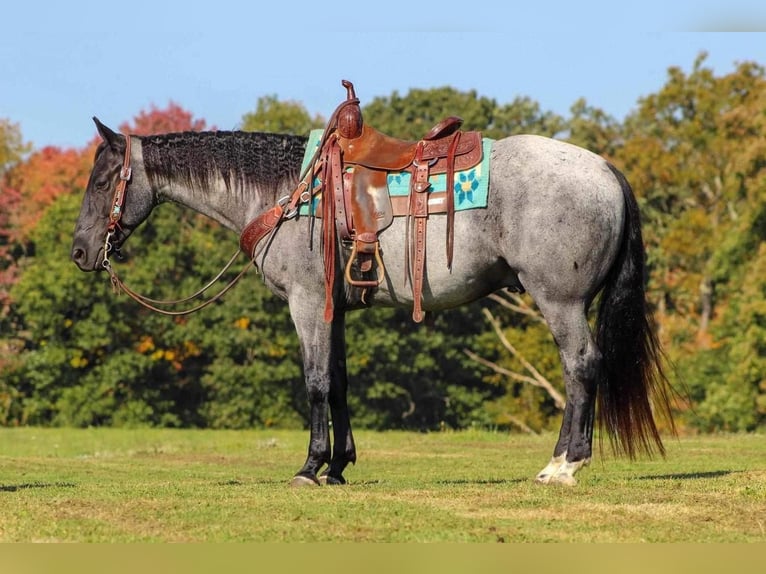 American Quarter Horse Castrone 6 Anni 152 cm Roano blu in Shippenville, PA