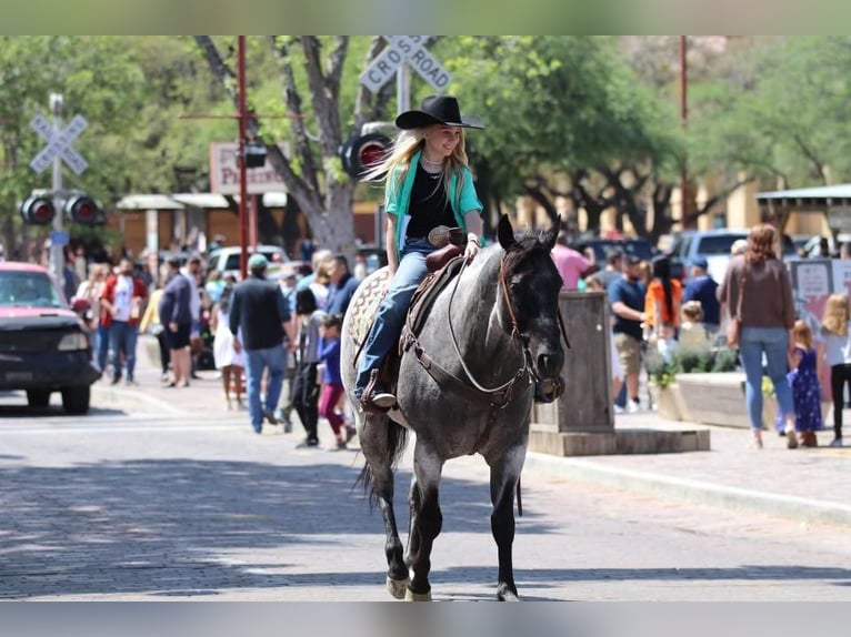 American Quarter Horse Castrone 6 Anni 152 cm Roano blu in Stephenville, TX