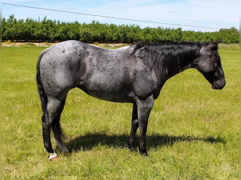 American Quarter Horse Castrone 6 Anni 152 cm Roano blu in Waterford, CA