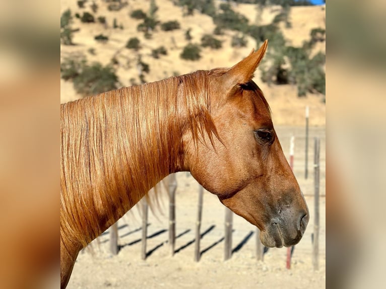 American Quarter Horse Castrone 6 Anni 152 cm Roano rosso in King City CA