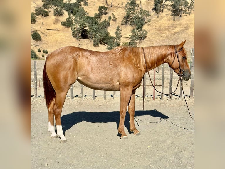 American Quarter Horse Castrone 6 Anni 152 cm Roano rosso in King City CA