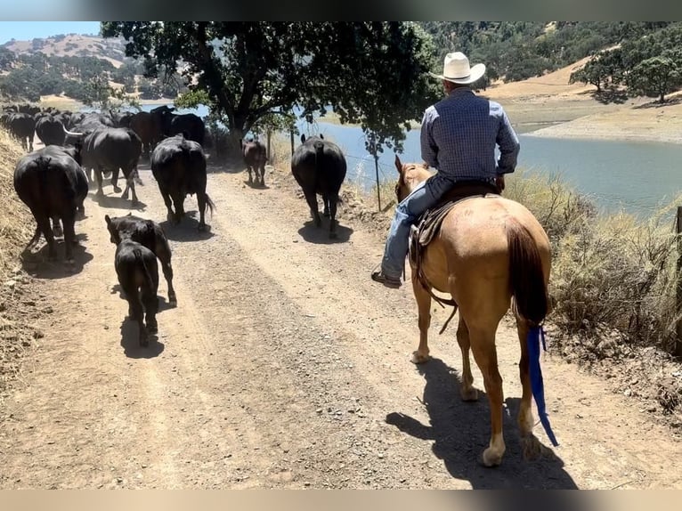 American Quarter Horse Castrone 6 Anni 152 cm Roano rosso in King City CA