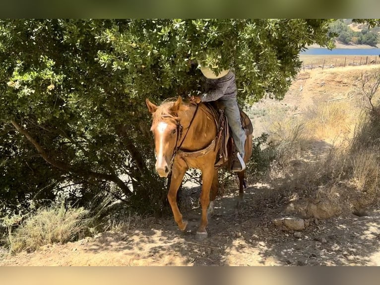 American Quarter Horse Castrone 6 Anni 152 cm Roano rosso in King City CA