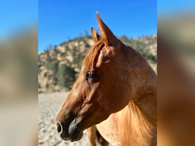 American Quarter Horse Castrone 6 Anni 152 cm Roano rosso in King City CA