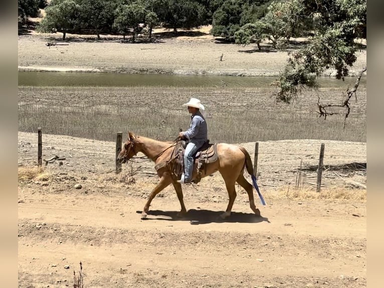 American Quarter Horse Castrone 6 Anni 152 cm Roano rosso in King City CA