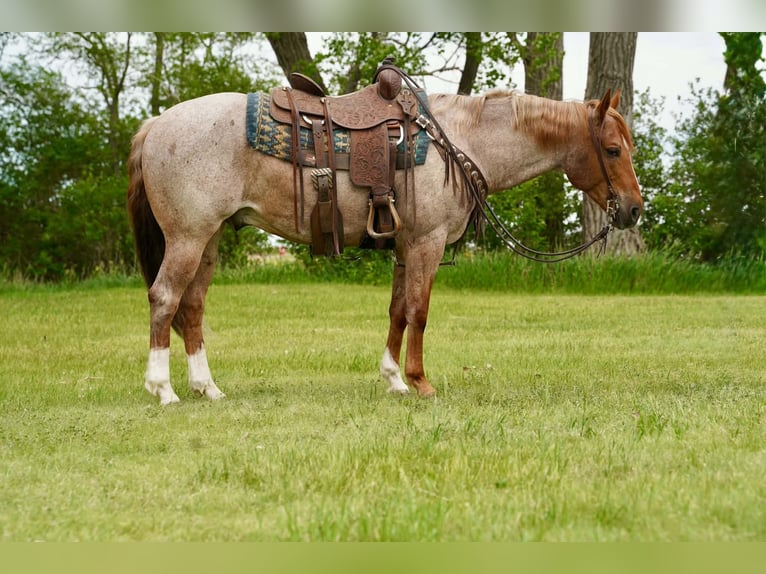 American Quarter Horse Castrone 6 Anni 152 cm Roano rosso in Corsica
