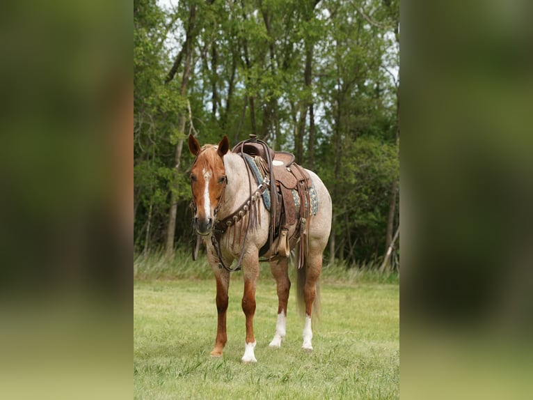 American Quarter Horse Castrone 6 Anni 152 cm Roano rosso in Corsica