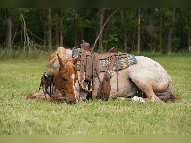 American Quarter Horse Castrone 6 Anni 152 cm Roano rosso in Corsica