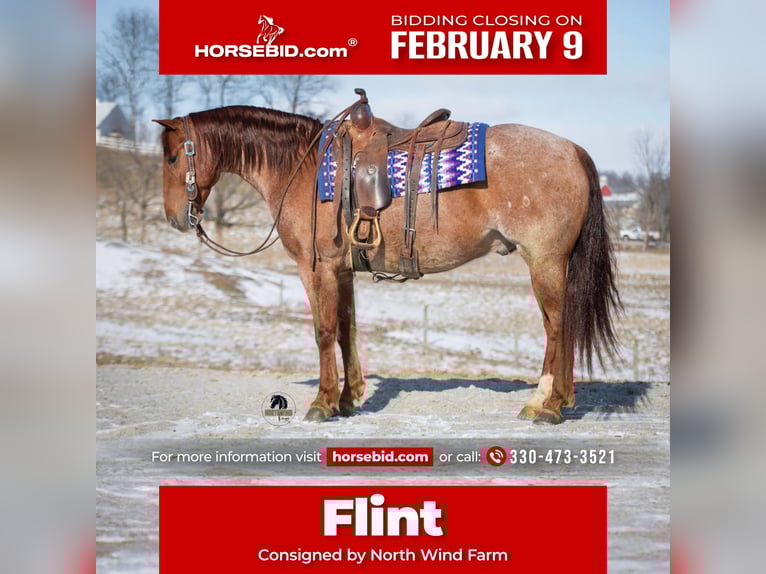 American Quarter Horse Castrone 6 Anni 152 cm Roano rosso in Fredericksburg