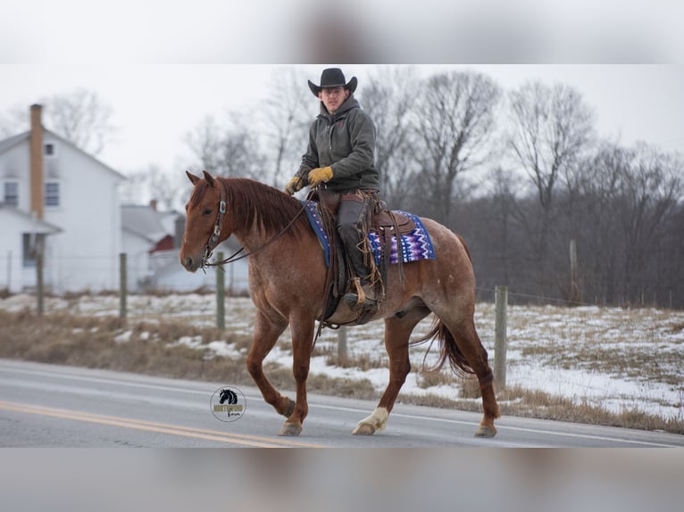 American Quarter Horse Castrone 6 Anni 152 cm Roano rosso in Fredericksburg