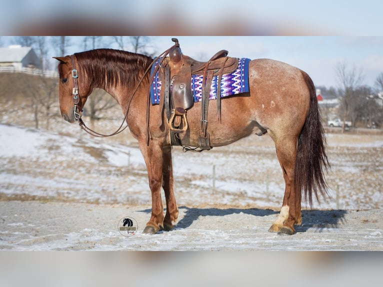 American Quarter Horse Castrone 6 Anni 152 cm Roano rosso in Fredericksburg