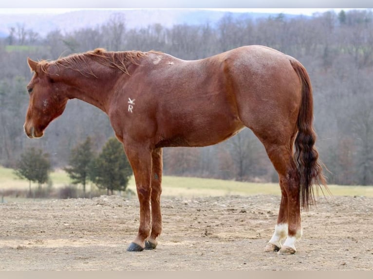 American Quarter Horse Castrone 6 Anni 152 cm Roano rosso in Beaver Springs