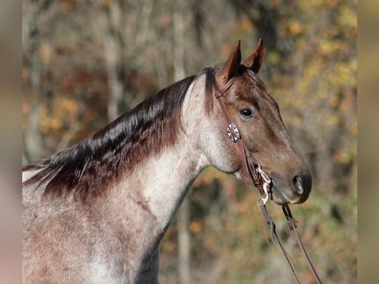 American Quarter Horse Castrone 6 Anni 152 cm Roano rosso in Mount Vernon