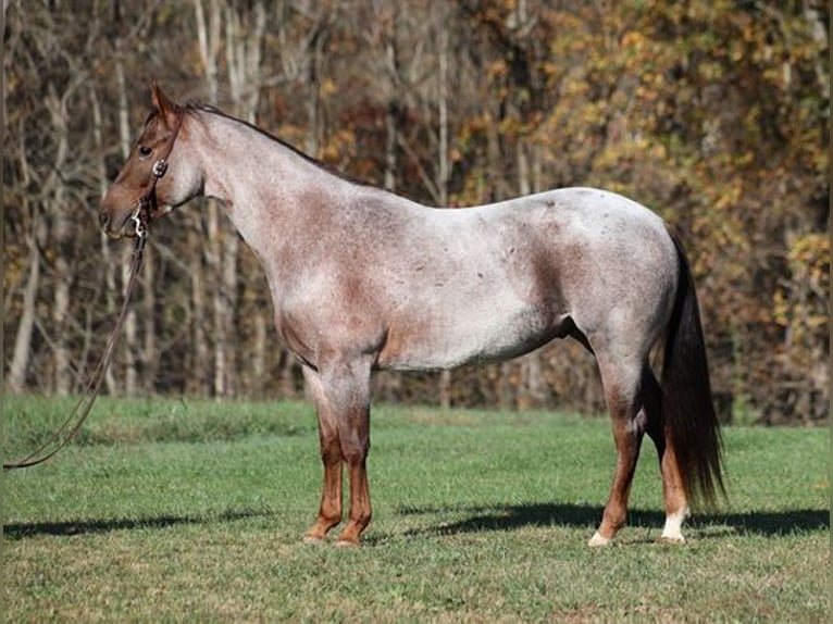 American Quarter Horse Castrone 6 Anni 152 cm Roano rosso in Mount Vernon