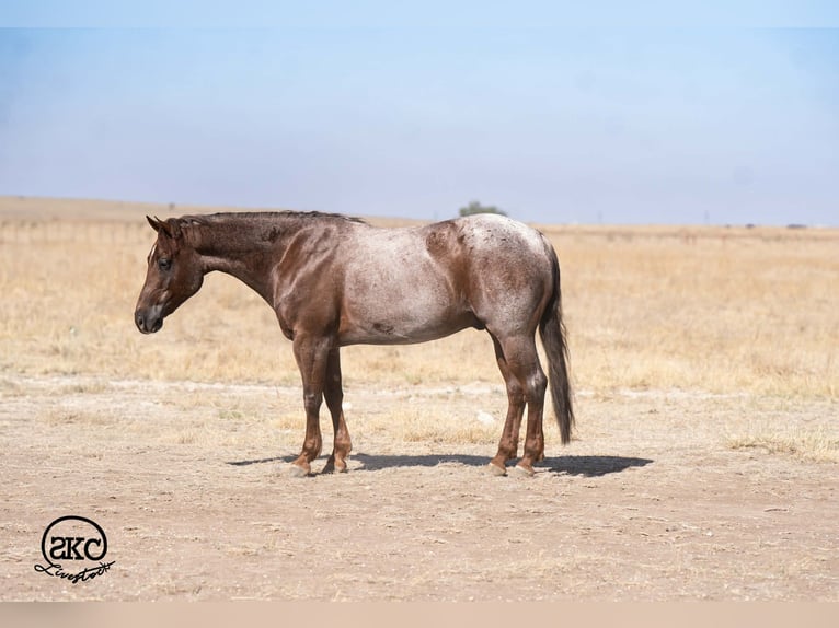 American Quarter Horse Castrone 6 Anni 152 cm Roano rosso in Canyon, TX