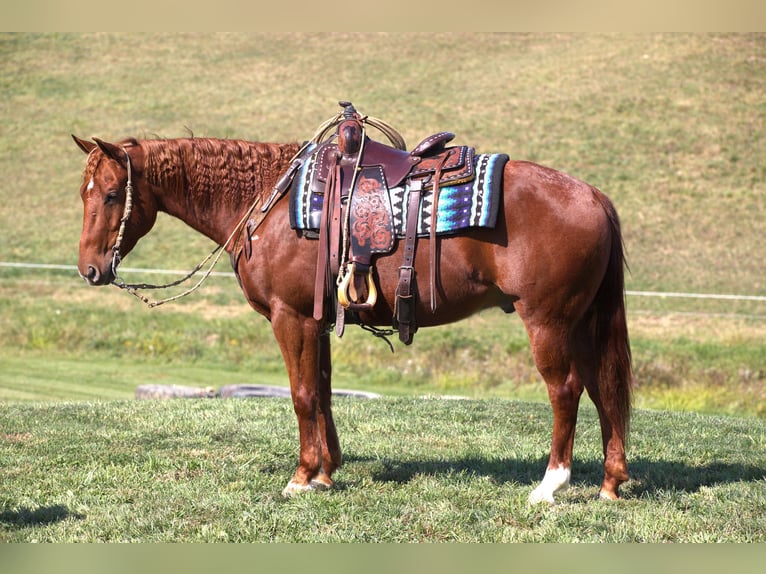 American Quarter Horse Castrone 6 Anni 152 cm Sauro ciliegia in Millersburg