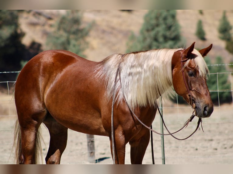 American Quarter Horse Castrone 6 Anni 152 cm Sauro ciliegia in Bitterwater CA