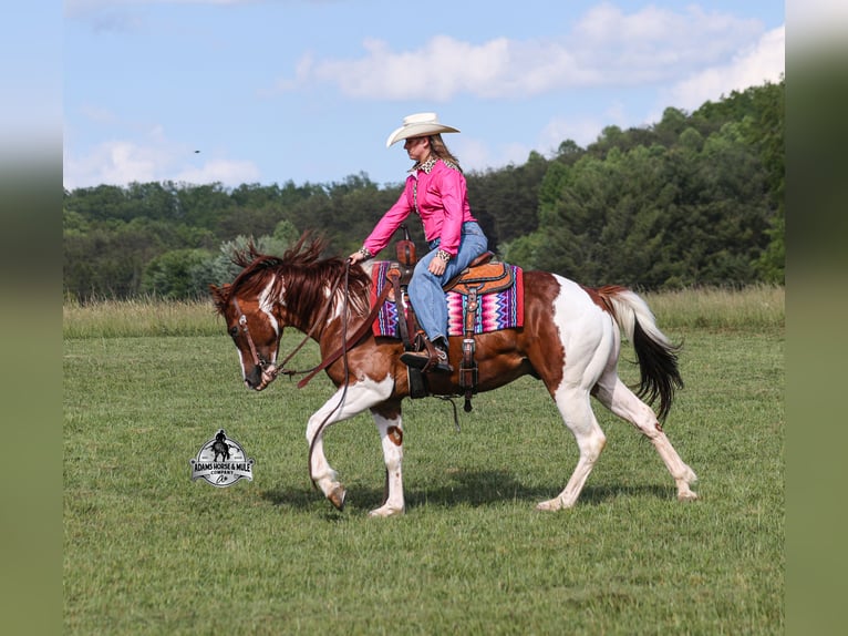 American Quarter Horse Castrone 6 Anni 152 cm Sauro ciliegia in Mount Vernon