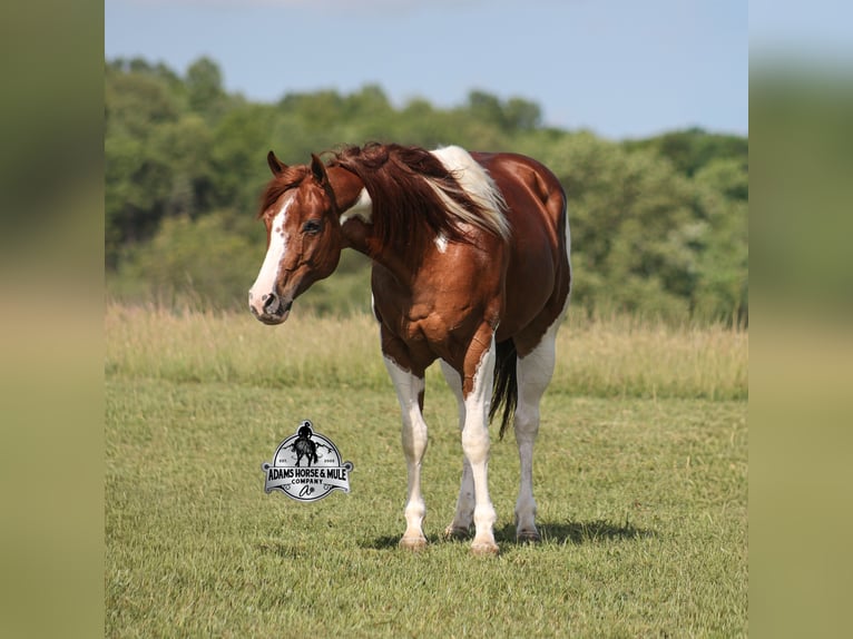 American Quarter Horse Castrone 6 Anni 152 cm Sauro ciliegia in Mount Vernon