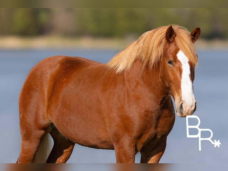 American Quarter Horse Castrone 6 Anni 152 cm Sauro ciliegia in Mountain Grove MO