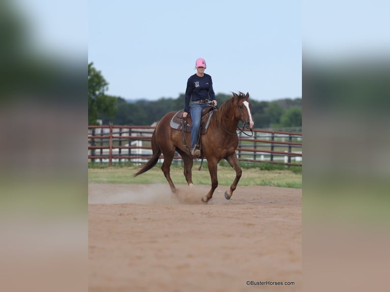 American Quarter Horse Castrone 6 Anni 152 cm Sauro ciliegia in Weatherford TX