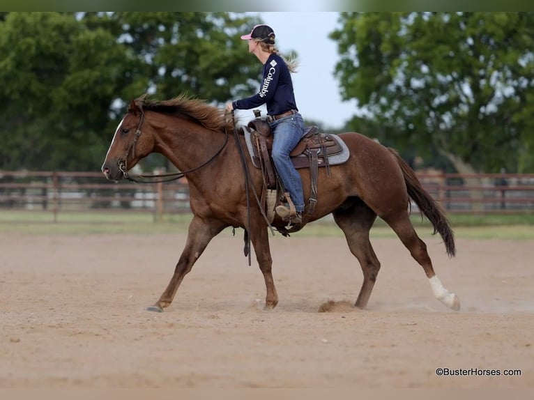 American Quarter Horse Castrone 6 Anni 152 cm Sauro ciliegia in Weatherford TX