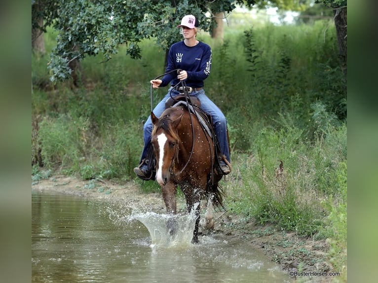 American Quarter Horse Castrone 6 Anni 152 cm Sauro ciliegia in Weatherford TX