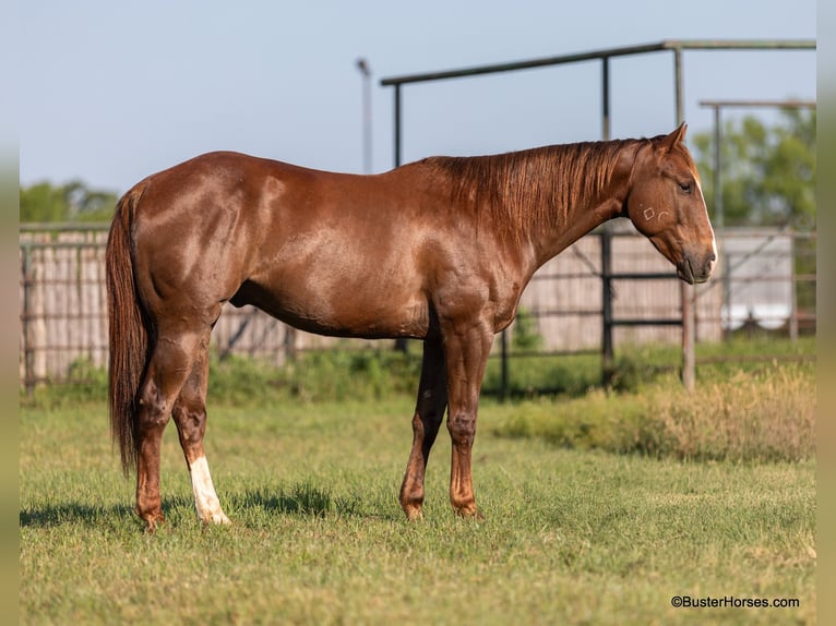 American Quarter Horse Castrone 6 Anni 152 cm Sauro ciliegia in Weatherford TX