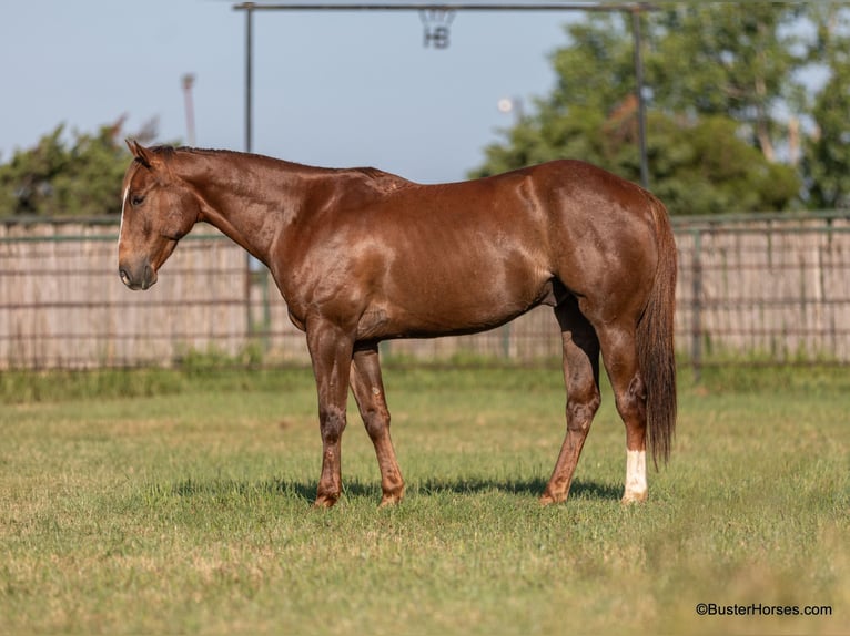 American Quarter Horse Castrone 6 Anni 152 cm Sauro ciliegia in Weatherford TX