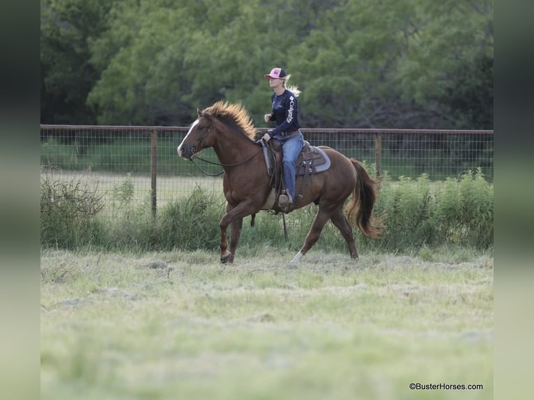 American Quarter Horse Castrone 6 Anni 152 cm Sauro ciliegia in Weatherford TX