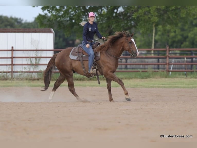 American Quarter Horse Castrone 6 Anni 152 cm Sauro ciliegia in Weatherford TX