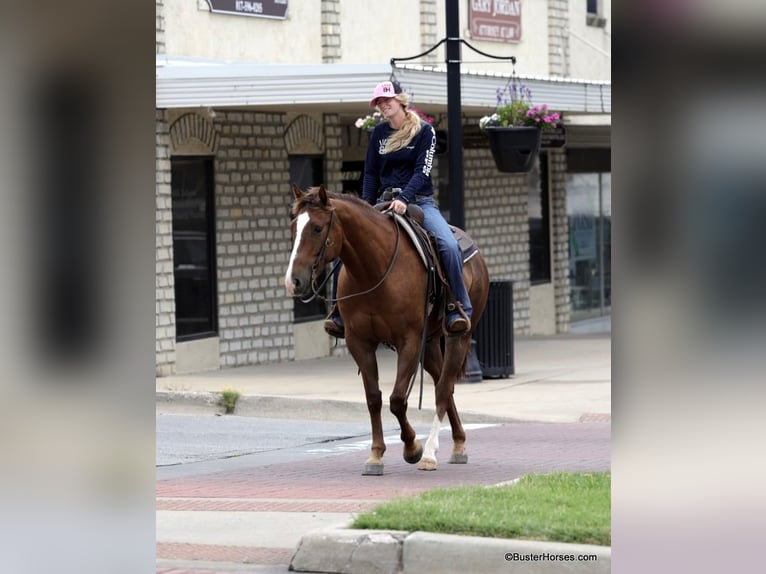 American Quarter Horse Castrone 6 Anni 152 cm Sauro ciliegia in Weatherford TX