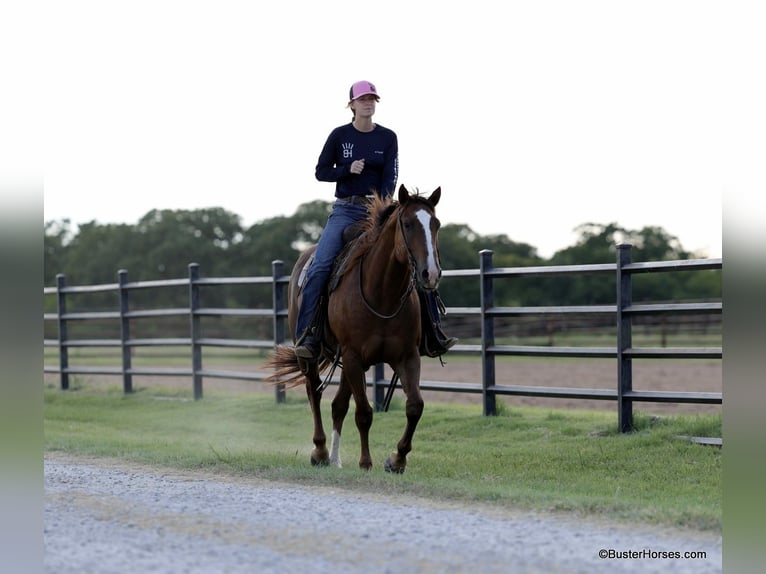 American Quarter Horse Castrone 6 Anni 152 cm Sauro ciliegia in Weatherford TX