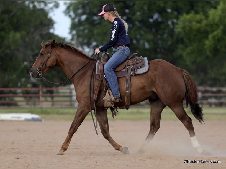 American Quarter Horse Castrone 6 Anni 152 cm Sauro ciliegia in Weatherford TX