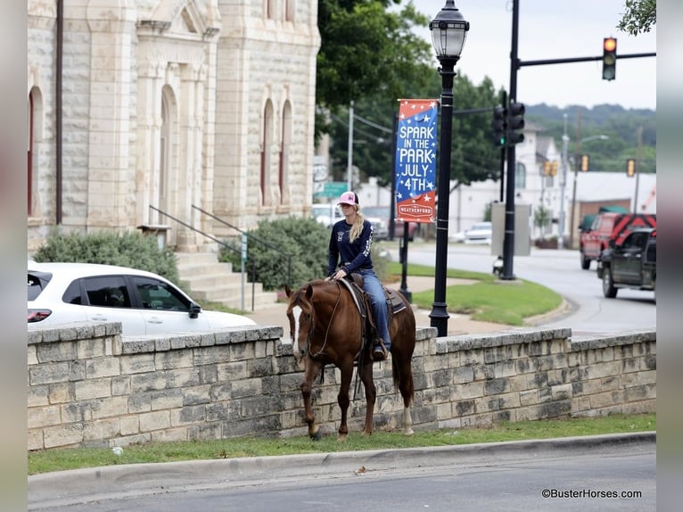 American Quarter Horse Castrone 6 Anni 152 cm Sauro ciliegia in Weatherford TX