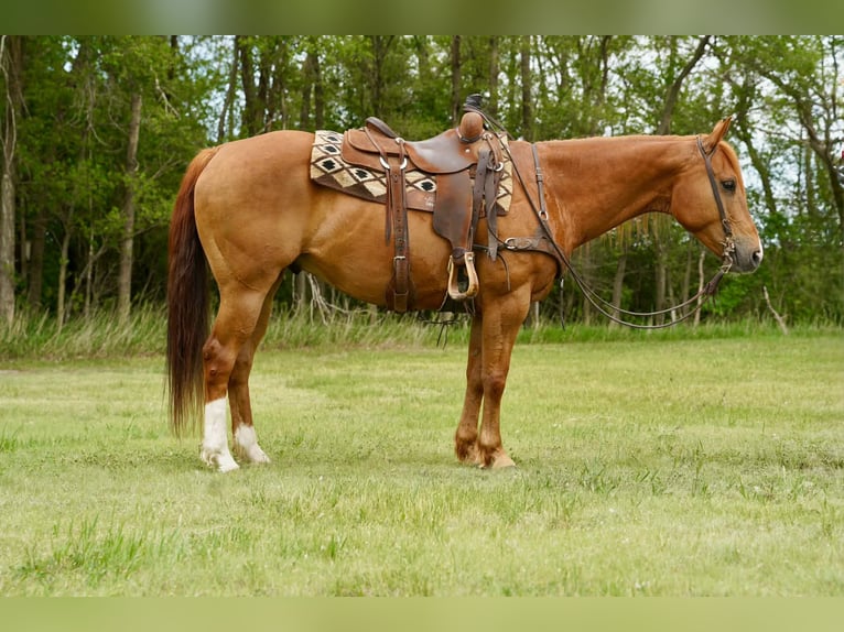 American Quarter Horse Castrone 6 Anni 152 cm Sauro ciliegia in Corsica