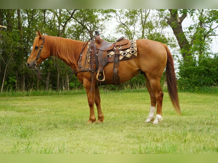 American Quarter Horse Castrone 6 Anni 152 cm Sauro ciliegia in Corsica
