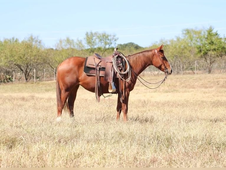 American Quarter Horse Castrone 6 Anni 152 cm Sauro ciliegia in Salado