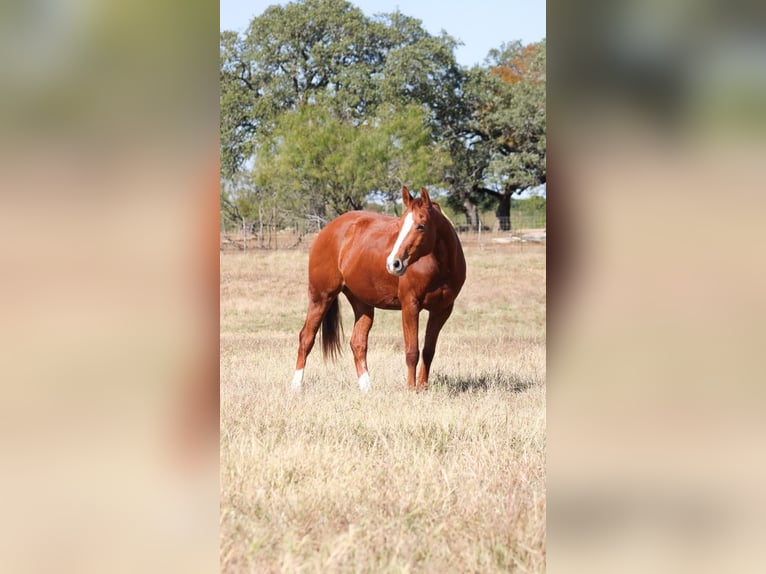 American Quarter Horse Castrone 6 Anni 152 cm Sauro ciliegia in Salado