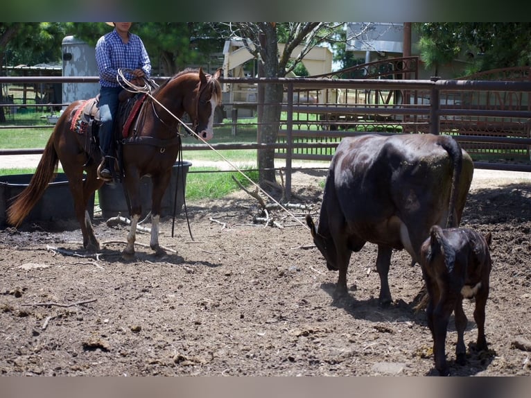 American Quarter Horse Castrone 6 Anni 152 cm Sauro ciliegia in Sulphur Springs