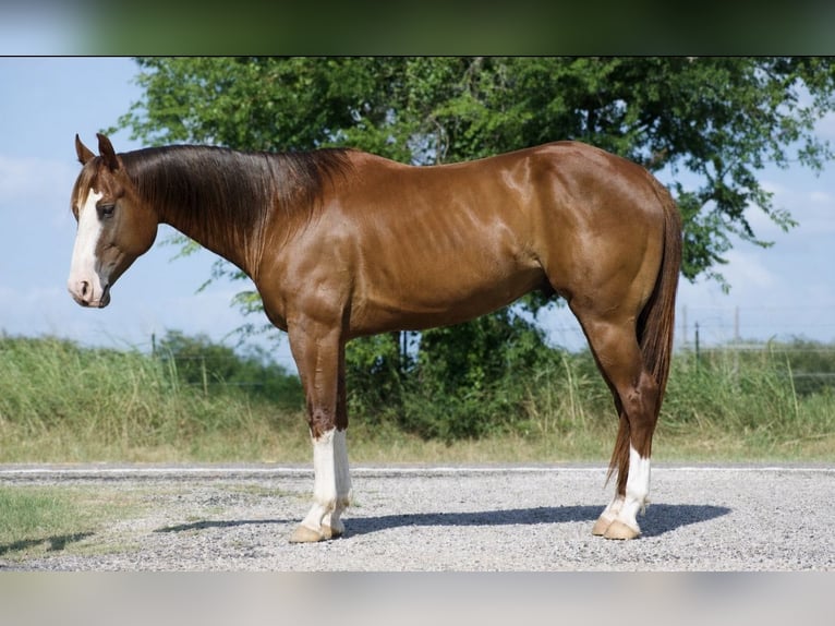 American Quarter Horse Castrone 6 Anni 152 cm Sauro ciliegia in Sulphur Springs