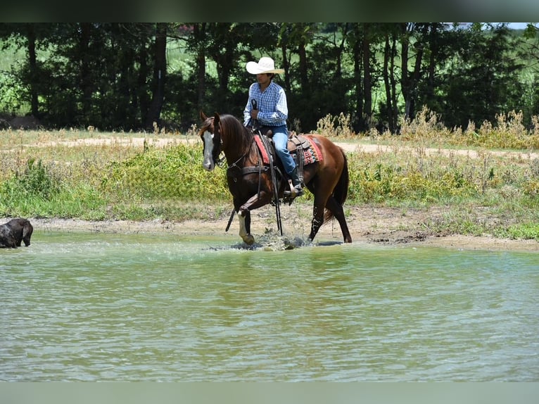 American Quarter Horse Castrone 6 Anni 152 cm Sauro ciliegia in Sulphur Springs