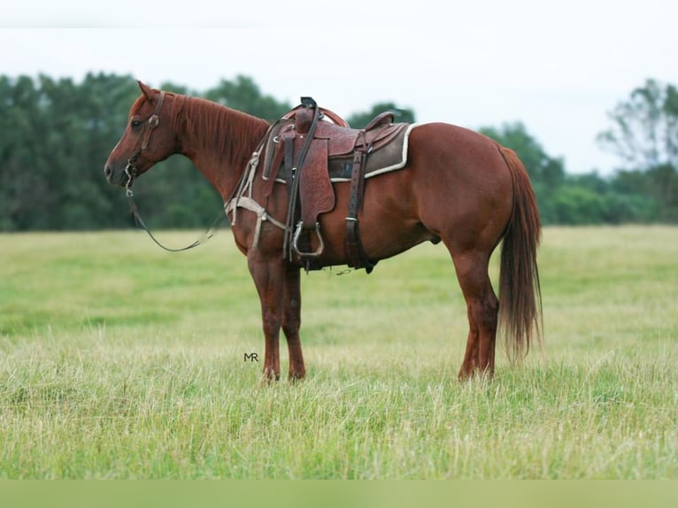 American Quarter Horse Castrone 6 Anni 152 cm Sauro ciliegia in Verona