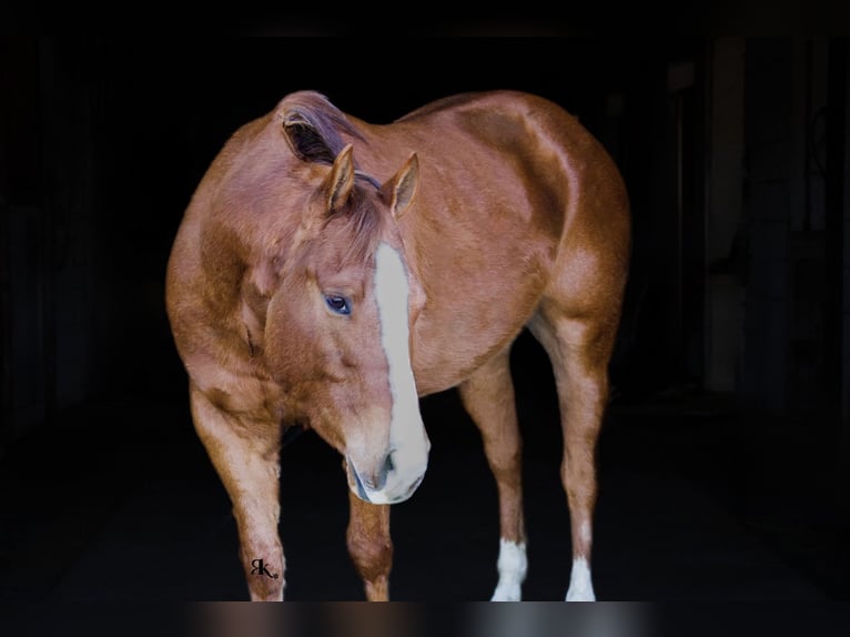 American Quarter Horse Castrone 6 Anni 152 cm Sauro ciliegia in Westminster, MD